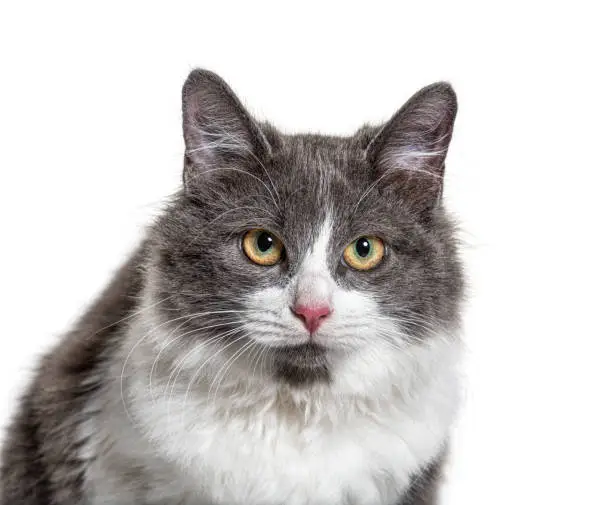 Photo of Close-up on a young Crossbreed cat blue eye