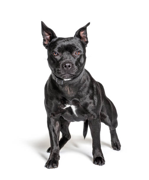istock Black American Staffordshire terrier isolated on white 1301558904