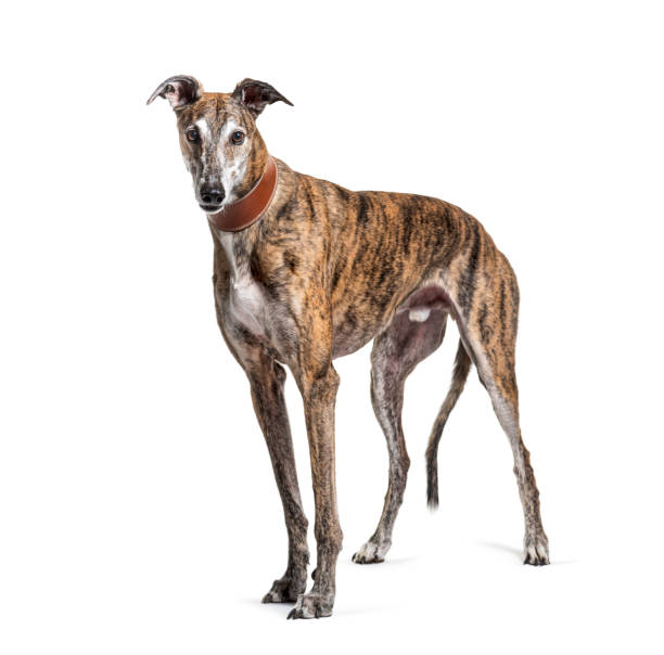 vieux lévrier brun grisonnant d’isolement sur le blanc - dog greyhound whippet isolated photos et images de collection