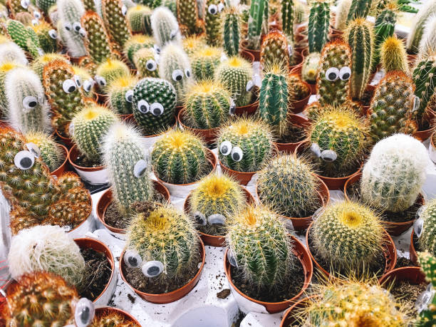 istock Cactuses with eyes in flower pots on plant store. 1301562465