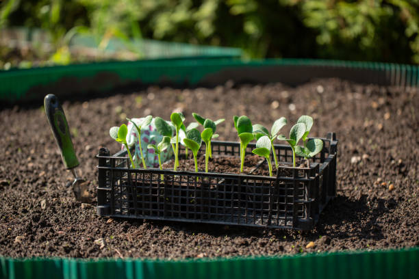 zucchini seedlings in plastic container are ready for planting. squash sprouts on garden bed. gardening concept, springtime. - planting growth plant gourd imagens e fotografias de stock