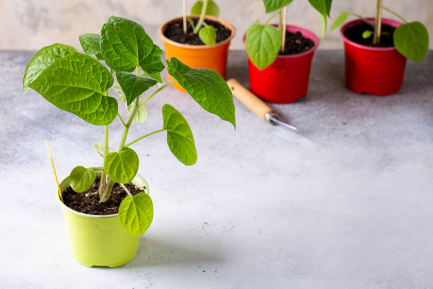 istock Cape gooseberry (Physalis peruviana). Physalis sprouts in the pots. Spring seedlings. Gardening concept, springtime. 1301564416