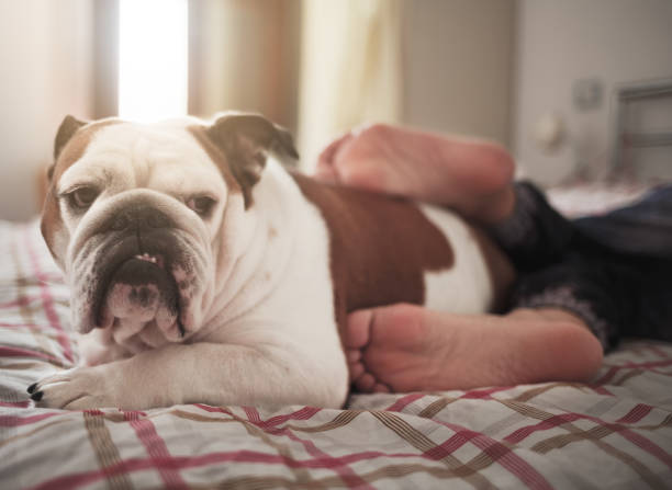 istock dog as a foot rest 1301567988