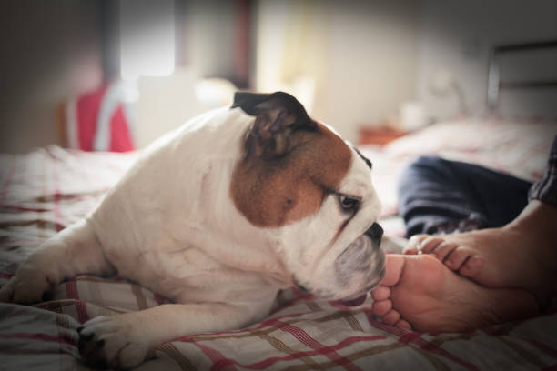 English Bulldog lies on her owner's bed at her feet. Shallow, soft focus