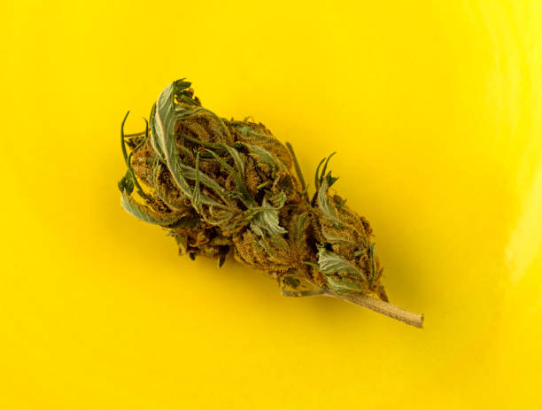 istock Marijuana bud on a yellow background top view 1301568303