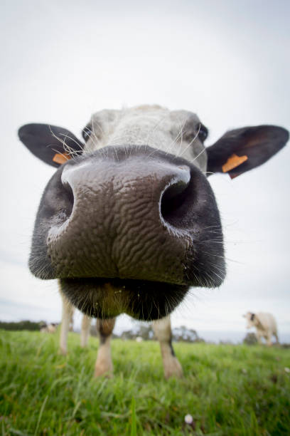 istock close-up view of a cow's muzzle in the countryside. rural world 1301570883