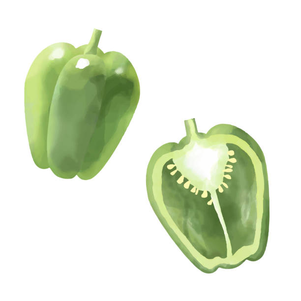 ilustrações de stock, clip art, desenhos animados e ícones de vector watercolor illustration of bell peppers - green bell pepper illustrations