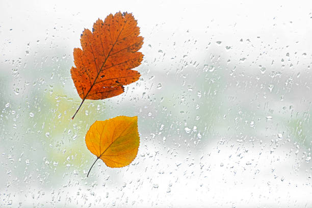 istock Autumn concept - Fallen tree leaves on the window with raindrops. 1301572216