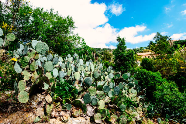 A mandacaru cactus (Cereus jamacaru) growing in the backyard