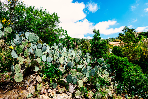 Natural rock garden in Provence, France. The prominent plant is a prickly pear cactus.