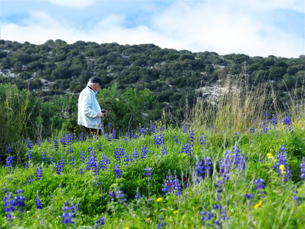 ein älterer mann, der auf einem hügel mit blumen geht - lupine single flower flower blue stock-fotos und bilder