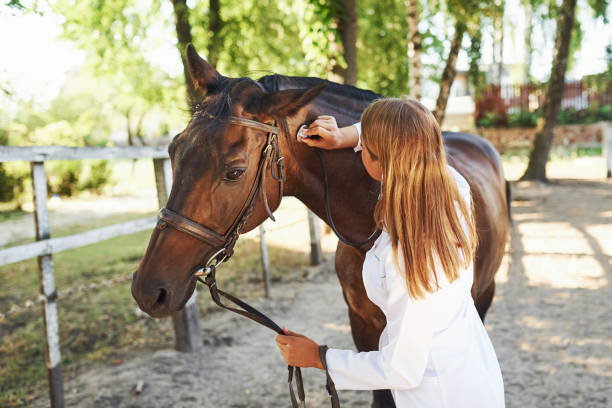 istock Using stethoscope. Female vet examining horse outdoors at the farm at daytime 1301575475