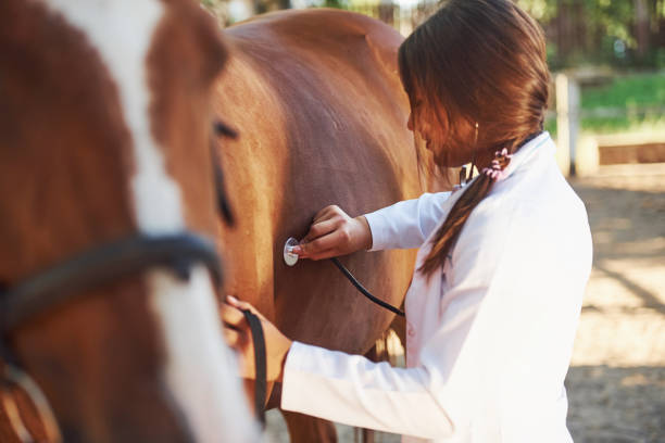 Using stethoscope. Female vet examining horse outdoors at the farm at daytime Using stethoscope. Female vet examining horse outdoors at the farm at daytime. vet treating horse stock pictures, royalty-free photos & images