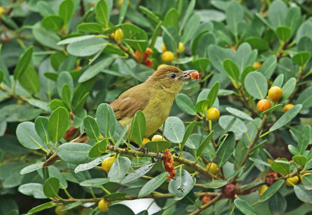istock Yellow-bellied Greenbul 1301575536