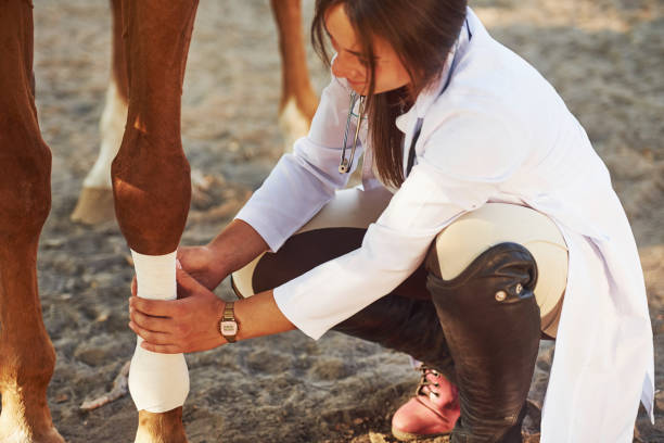 mit verband, um das bein zu heilen. weibliche tierärztin untersucht pferd im freien auf dem bauernhof am tag - horse beauty beauty in nature women stock-fotos und bilder