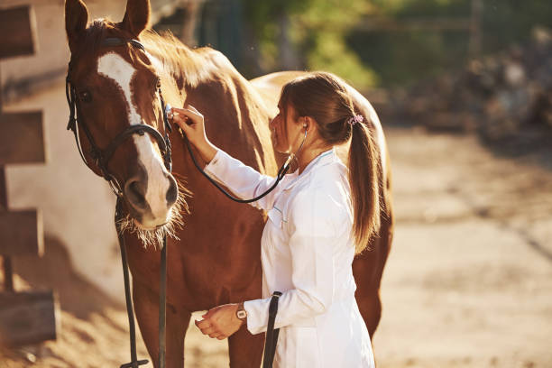 using stethoscope. female vet examining horse outdoors at the farm at daytime - horse family imagens e fotografias de stock
