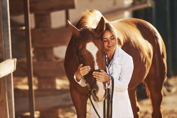 schönes sonnenlicht. weibliche tierärztin untersucht pferd im freien auf dem bauernhof am tag - horse beauty beauty in nature women stock-fotos und bilder