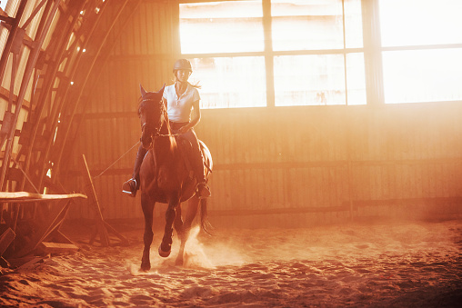 Majestic image of horse silhouette with rider on sunset background. The girl jockey on the back of a stallion rides in a hangar on a farm.