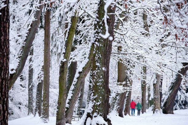 istock White landscape with beautiful snow covered winter trees 1301576789