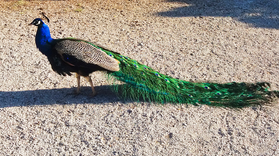 A beautiful peacock walking outdoor with a long tail.