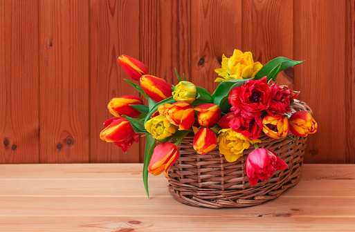 Colorful fresh tulips in wicker basket on wooden table. Selective focus. View with copy space.