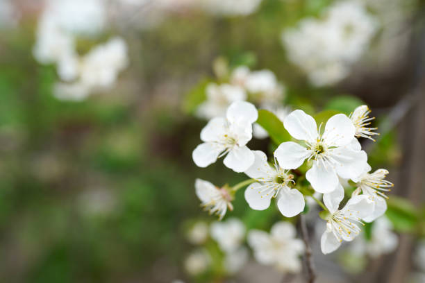 istock Flowers of the cherry blossoms on a spring day 1301580278