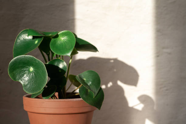 Peperomia raindrop plant on concrete wall background Peperomia raindrop plant stand on concrete wall background. Home gardening. Banner with copy space. caenorhabditis elegans stock pictures, royalty-free photos & images