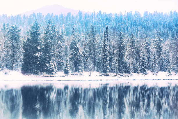 Winter forest river landscape. Snow covered trees and river with reflections against mountain. Altai Republic, Russia