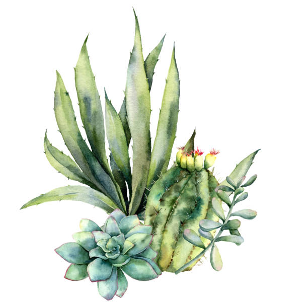 karta akwarela z bukietem kaktusów. ręcznie malowane agawa, soczyste, echinocactus grusonii i cereus izolowane na białym tle. kwiatowa ilustracja do projektowania, tkaniny, nadruku lub tła. - grusonii stock illustrations