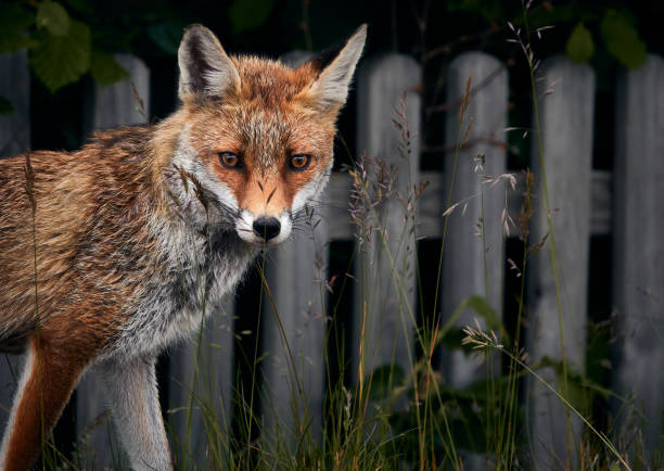 Fox and Urban environment Fox captured in an urban enviornment during hunting food red fox photos stock pictures, royalty-free photos & images