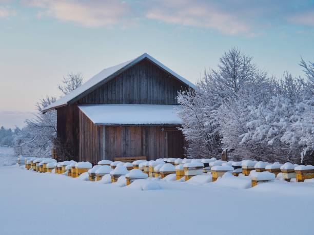 Small scale honey production, with the bee hives covered in snow during winter.