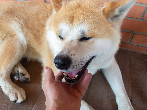 Human hand caress young, positive  Akita-inu dog lying on tiled floor near brick wall
