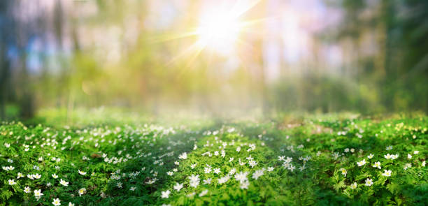 Spring forest landscape with blooming primroses. Beautiful white flowers anemones in spring and shining bright sun in nature in forest. Spring morning forest landscape with flowering primroses, soft selective focus in foreground. wildflower photos stock pictures, royalty-free photos & images