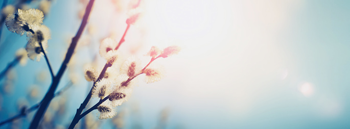 Blooming fluffy willow branches in spring close-up on nature macro with soft focus on turquoise background sky in sunlight. Pastel gentle tones blue and pink,  ultra wide format.