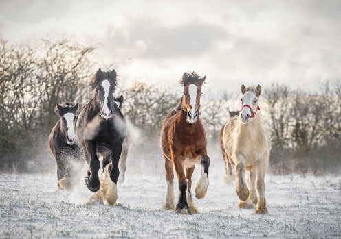 Beautiful big group of Irish cob horses fowls running wild in snow on ground towards camera deep snowy winter field at sunset galloping pack outdoors