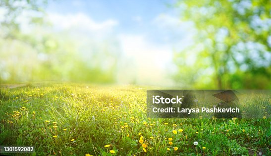 istock Beautiful meadow field with fresh grass and yellow dandelion flowers in nature. 1301592082
