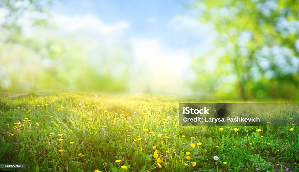 Beautiful meadow field with fresh grass and yellow dandelion flowers in nature. Beautiful meadow field with fresh grass and yellow dandelion flowers in nature against a blurry blue sky with clouds. Summer spring perfect natural landscape. Springtime Stock Photo