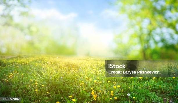 Beautiful Meadow Field With Fresh Grass And Yellow Dandelion Flowers In Nature Stock Photo - Download Image Now