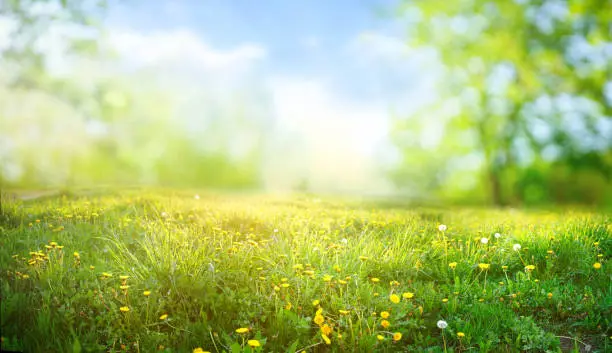 Beautiful meadow field with fresh grass and yellow dandelion flowers in nature against a blurry blue sky with clouds. Summer spring perfect natural landscape.