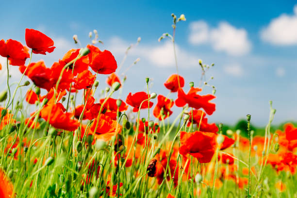 istock poppy flower in field close up 1301592232