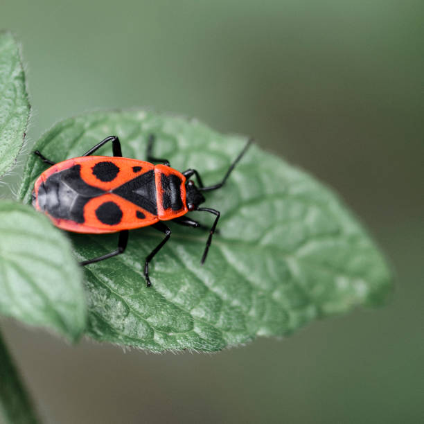 istock Beautiful bright beetle Pyrrhocoris apterus on a leaf of a plant 1301593977