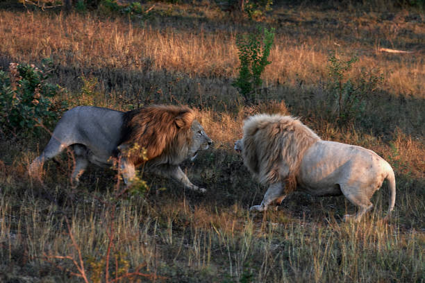 os leões lutam pela liderança. batalha dos machos - lions tooth - fotografias e filmes do acervo