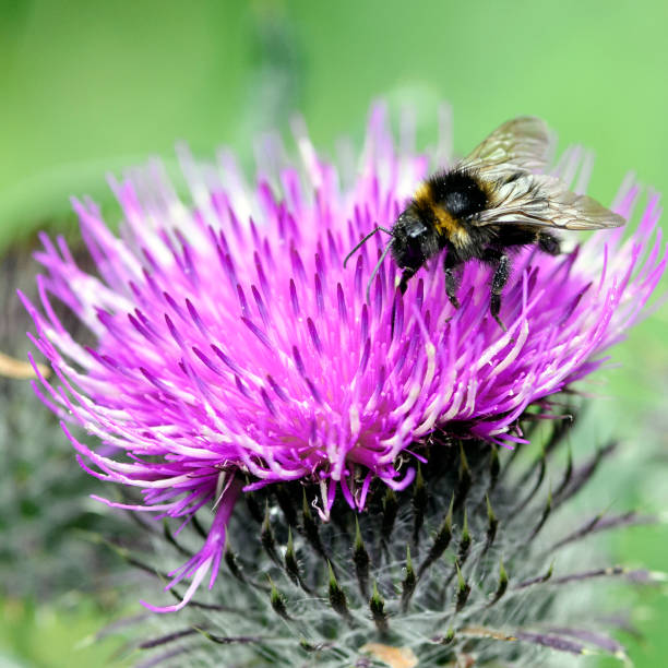 istock Bumblebee collects pollen from a thistle flower 1301595497
