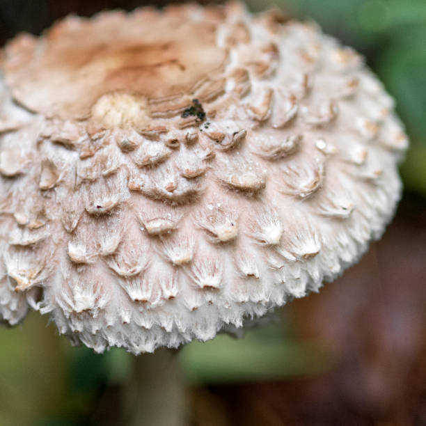 istock Umbrella mushroom Leucoagaricus nympharum in a pine forest 1301595596