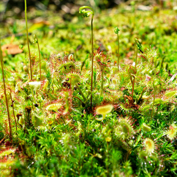 istock Bright green-red predatory plant Drosera rotundifolia 1301595771