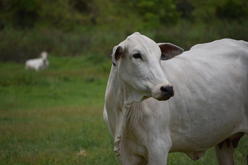 Nelore cattle in the pasture