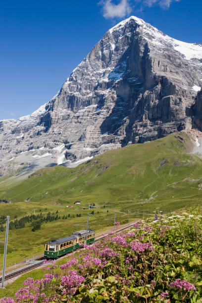 The North Face of the Eiger and the narrow gauge Wengenalpbahn mountain railway: two iconic tourist attractions. Kleine Scheidegg, Bernese Oberland, Swizterland, 9th August 2018  The Eiger and its notorious North Face (Eiger Nordwand) from Kleine Scheidegg, with the popular tourist train, the Wengernalpbahn, from Grindelwald below and a lovely bank of wild flowers in the foreground. eiger northface stock pictures, royalty-free photos & images