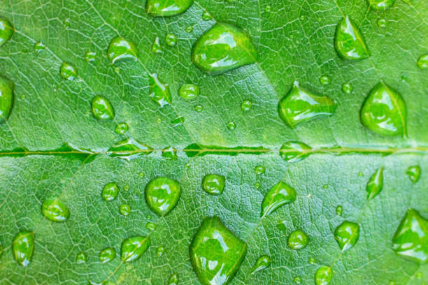 istock Beautiful green leaf with drops of water 1301599592
