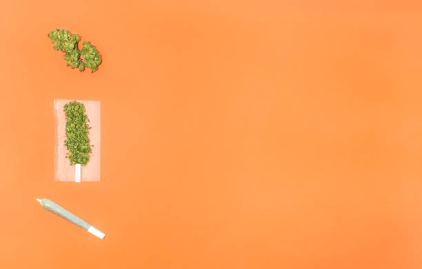 process for rolling a cannabis joint. top view of steps to roll a marijuana joint isolate on orange background with copy space right. - tobacco cigarette tobacco product rolling imagens e fotografias de stock