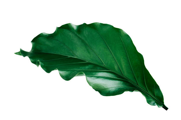 istock More beautiful exotic tropical leaves, isolated leaf background.clipping path 1301599798